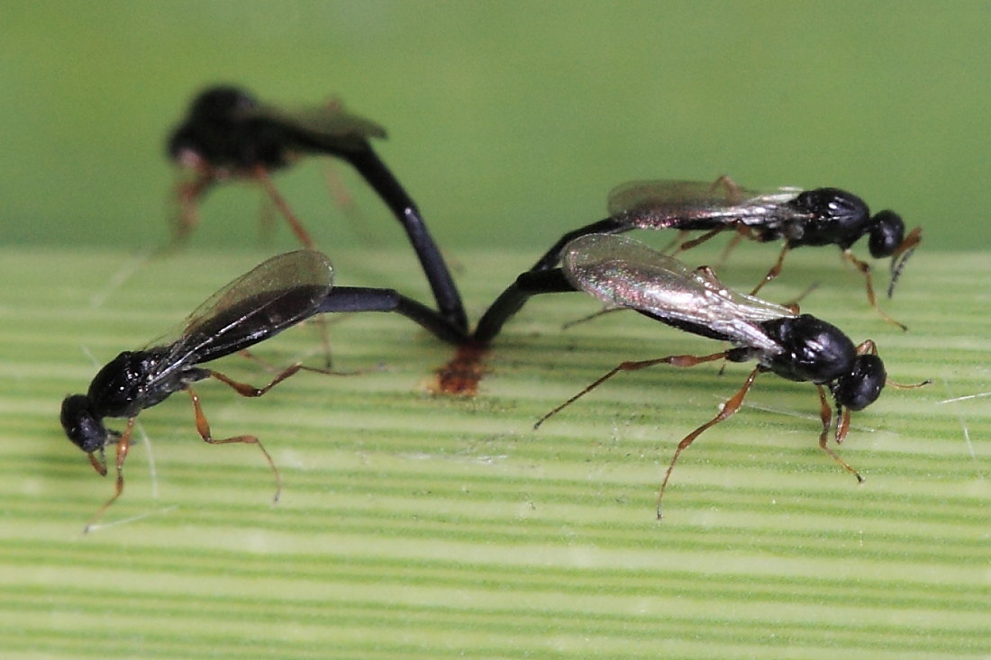 Ovideposizione a quattro!? Platygastridae